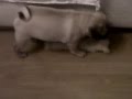 Crazy pug puppy