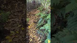【４K映像】峯山ハイキングコース　Mineyama Hiking Course