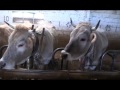 Documental Subida de ganado al Puerto, 6 7 de mayo
