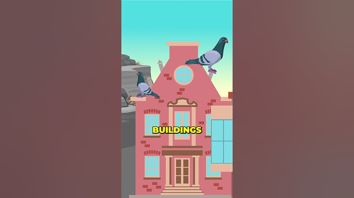 Why is Every City Full of Pigeons? 🏙️ #pigeons #geography #city #newyork