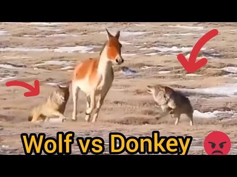 Kurt sürüsü Eşeğe saldırdı wolf vs donkey Wölfe griffen Pferd an волки напали на осла
