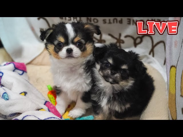 12/29日までチワワです ご家族募集中】生後67日のチワワの仔犬と遊びながら週末の雑談配信