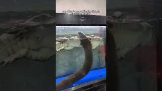Why You Should Never Touch An Electric Eel