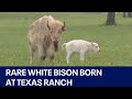 Rare white bison born at central texas ranch  fox 7 austin