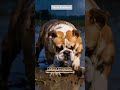 Fierce Bulldog Turns Into a Gentle Hero in the Storm#shorts #motivation