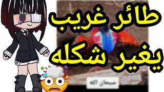 طائرغريب يغيرشكله/مشهد أكثرمن رائع/عجائب وغرائب/يوميات قاشا لايف/قاشا كلوب screenshot 5