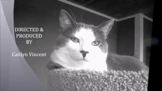 WILD AT HEART The Story of Stanley