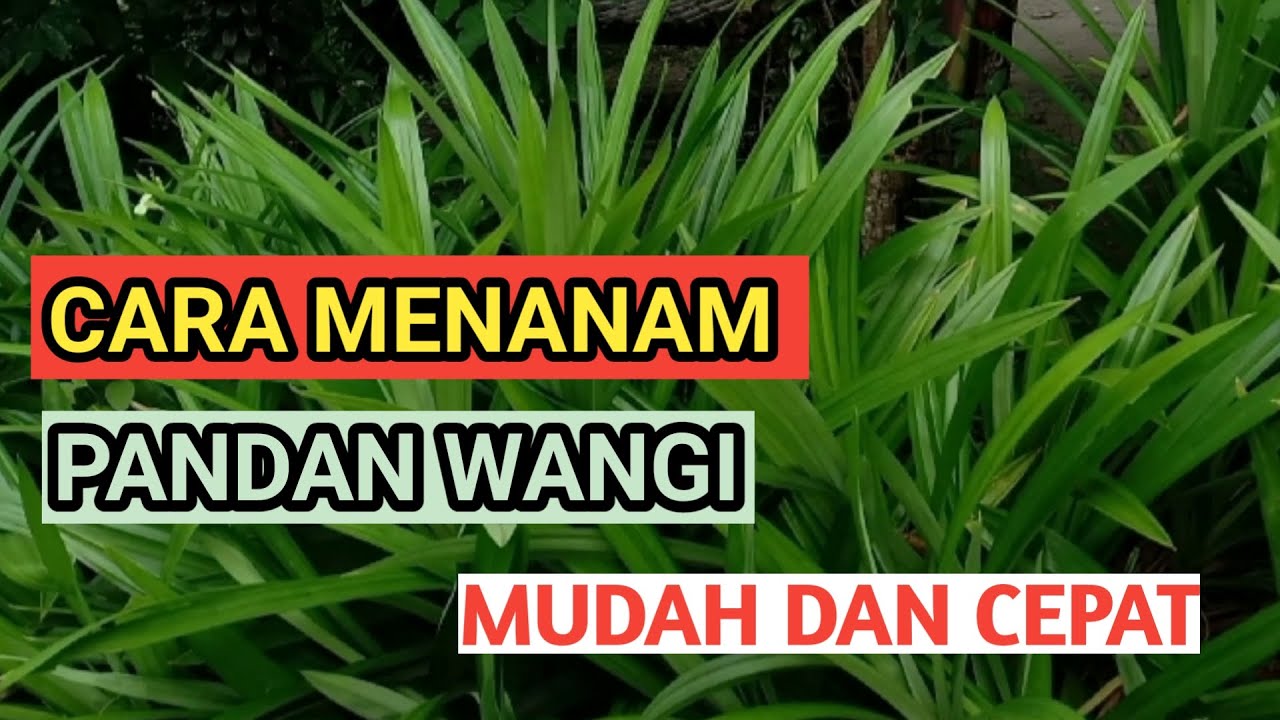 CARA MENANAM PANDAN WANGI DENGAN MUDAH DAN CEPAT 