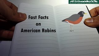 WCSV: Fast Facts on American Robins 5 Facts About American Robins 5 Facts Hub