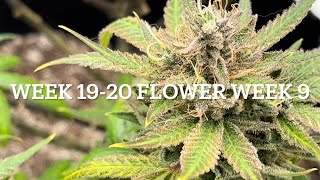 #420GTGT Afgoo OD week 19-20 flower week 9