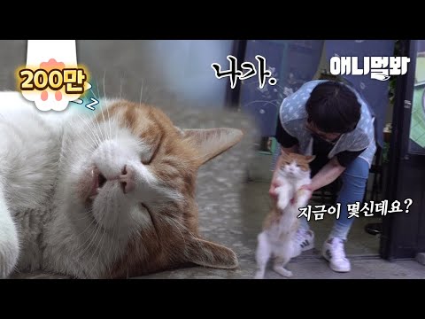 매일 <strong>동네</strong> 국수집에 자러가는 고양이ㅋㅋㅋ뒤를 밟아봤더니ㅣCat Sleeps During The <strong>Day</strong>… Followed Him To See What He Does At Night!