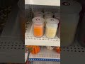 $5 candles Dollar Tree plus section #dollartreehaul #dollartreeshopping