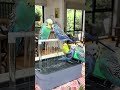 the crew splashing around #BudgieBath #BudgieLife #BirdBathTime #FeatheredFamily #ParrotPersonality