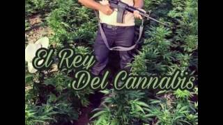 El Rey Del Cannabis - Los Chairez ft Lenin Ramirez (EN VIVO 2017)