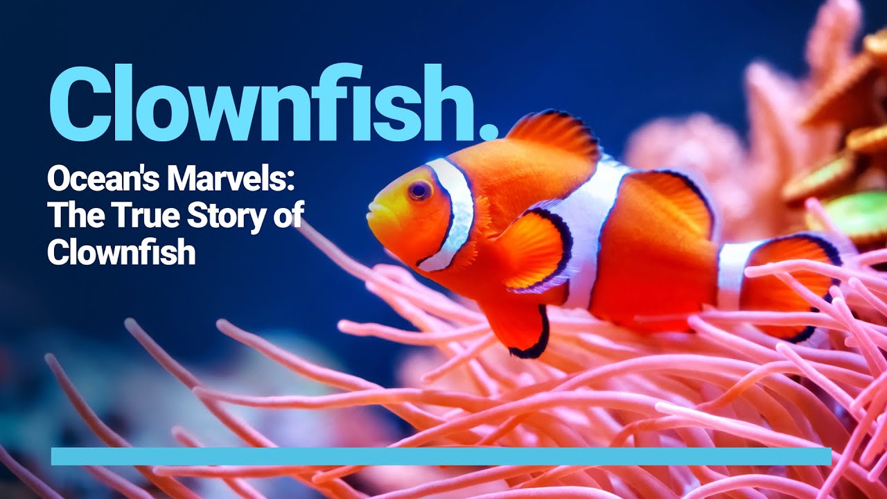 Dive Deep: Fascinating Facts About Clownfish You Never Knew! - YouTube