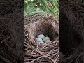 Как выглядит гнездо коноплянки #Птицы #Орнитология #ЗаметкиНатуралиста #ИзАрхивов