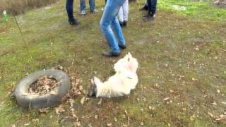 Пёс пляшет Dog dancing