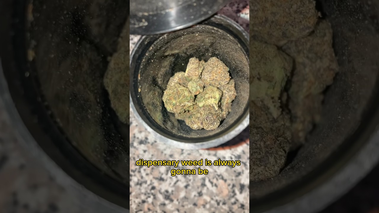 Dispensary bud Vs Your local Plug bud 