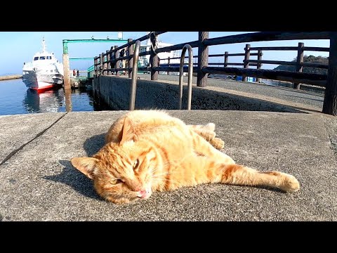 朝の船着場で船から降りてくる人々を見守る島の野良猫