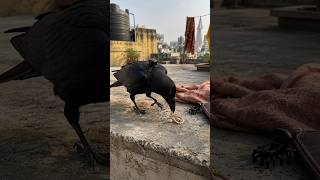 Crow-Cam Found Where Crows Hide Stolen Jewelry 😳 #shorts