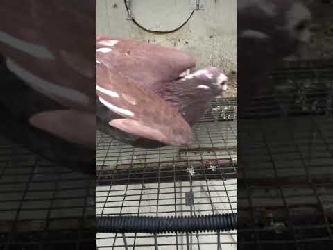 For Sale: Meulemans