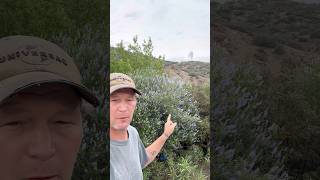 Ceanothus - California Lilac