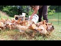 Backyard mini family farm feeding animals   