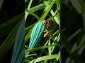 Golden Ant's Vibrant Journey simple compose
