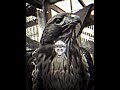 Birds Streaming😱 #viralvideo #birds #edit