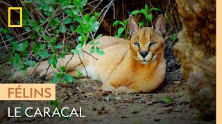 Le caracal, le plus rapide des petits félins d'Afrique | AFRIQUE : À LA VIE, À LA MORT