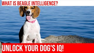 Testing Your Beagle's Intelligence: How Smart is Your Dog?