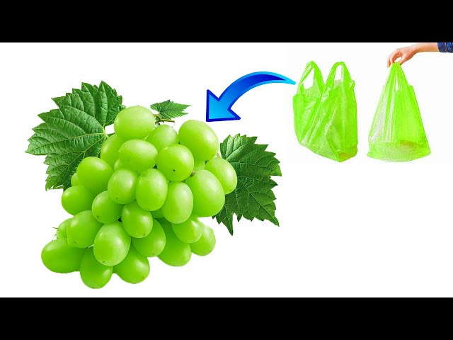 Green Seedless Grapes | Meijer