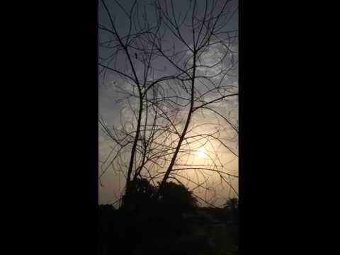 تغريد عصافير الصباح