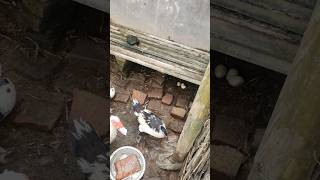 Eh Sudah Bertelur Entoknya  usaharumahan ternakentok