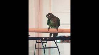 Green Cheek Conure Making Noises (1)