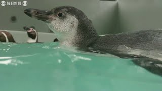 26年ぶりに誕生、ペンギンの「ワコ」見に来て　和歌山城公園動物園