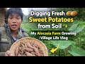 Digging Fresh Sweet Potatoes from Soil 🥔 | Alocasia Farm Growing | Village Life Vlog @sanzoivlog