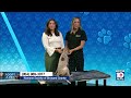 Humane Society of Broward hopes to find 'furever' home for Bourbon, Mel and other furry friends