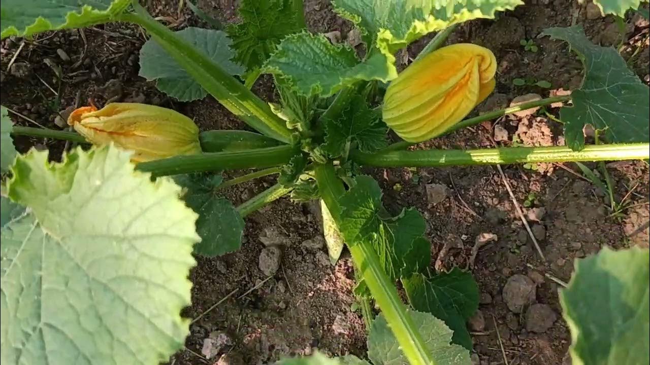 Можно ли отрезать листья у кабачков. Можно ли отрезать листья у кабачков