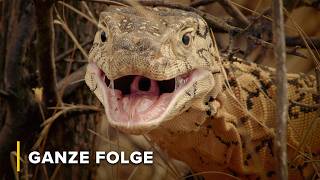 Australiens trockene Wüste & tödliche Tierwelt | Tödliche Tiere Australiens 103