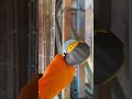 Controlled material removal for proper surface prep #roloc #abrasives #abrasivetools