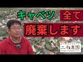 一生懸命育ててきましたが、キャベツは全て廃棄処分にする判断をしました。（2025.3.10）