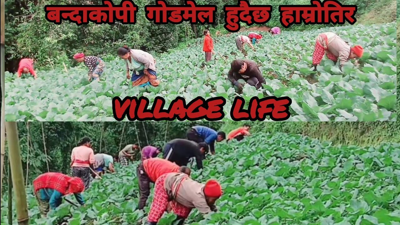 बन्दाकोपी गाेडमेल हुदैछ |cabbage kheti | village life |