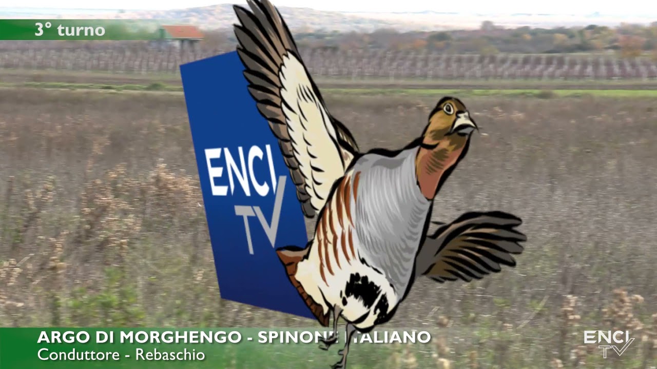 CACCIA A STARNE CONTINENTALI CROAZIA 2021 BATTERIA 2 DEL 8 DICEMBRE