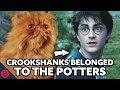 Harry Potter Theory: Who Was Crookshanks Original Owner?