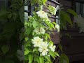 보고 또 봐도 예쁘다.#클레마티스#보고또보고 #flowers #gardening #spring #꽃사랑 #오월#May