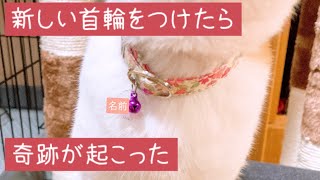 おすすめ！かわいい猫の首輪を買ってみた