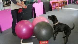 Harry Lab X Patterdale At Treibball Training - Dog Training In Gosport