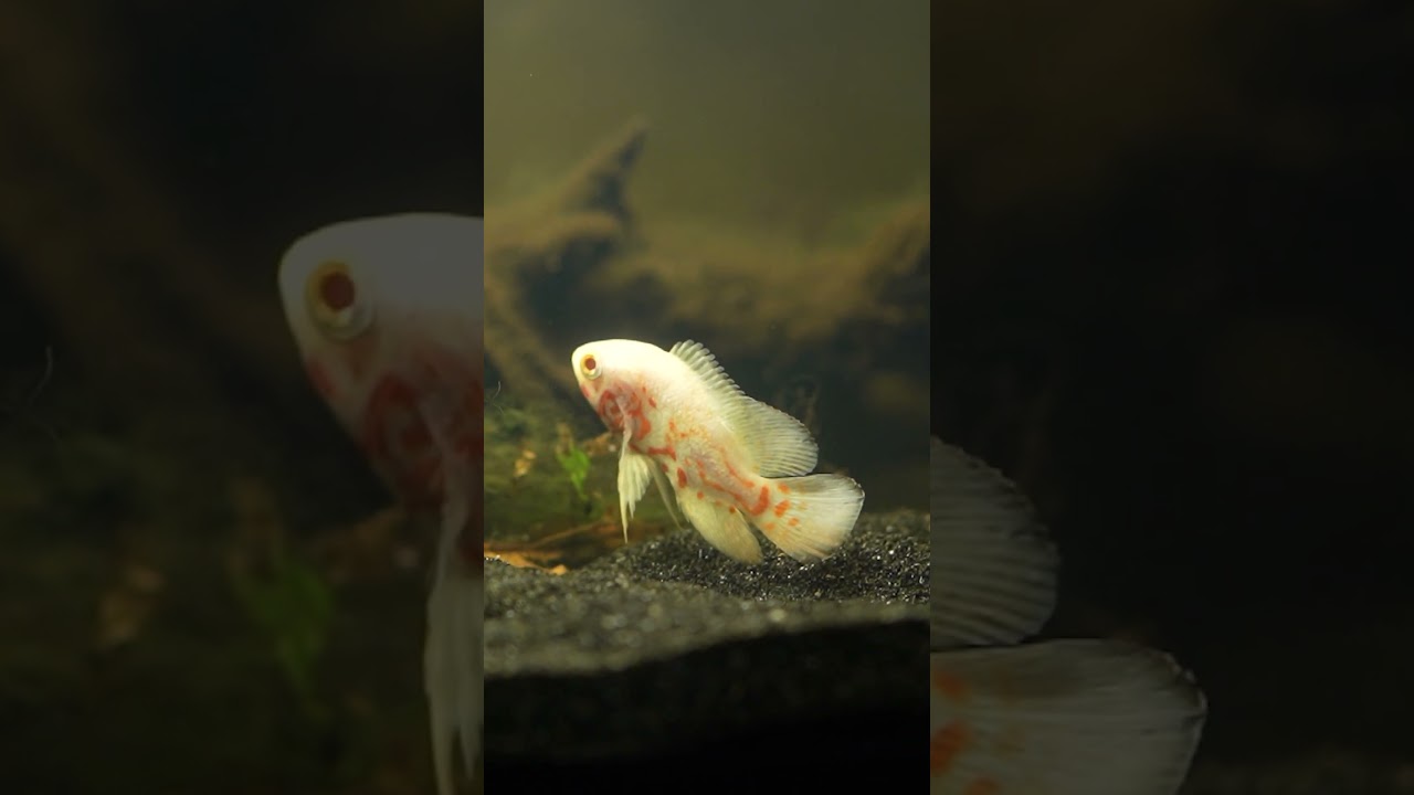 My new Leucistic Oscar #shorts