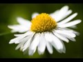 Ishq - Daisy